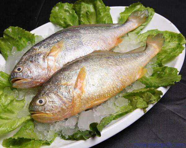 大黃魚(yú)