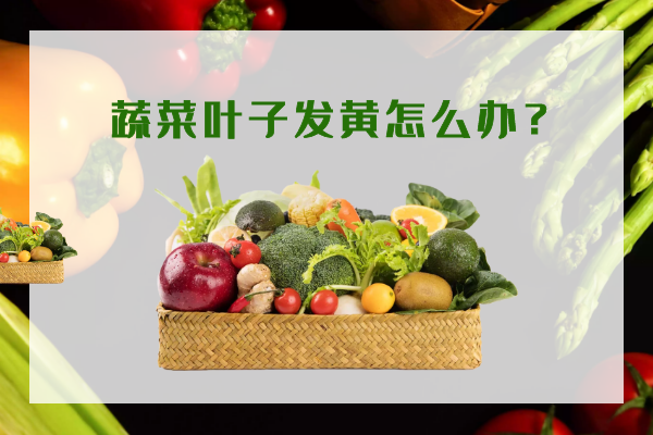 蔬菜葉子發(fā)黃怎么辦？