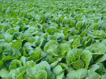 對于企業(yè)來(lái)說(shuō)怎么選擇昆明蔬菜配送單位